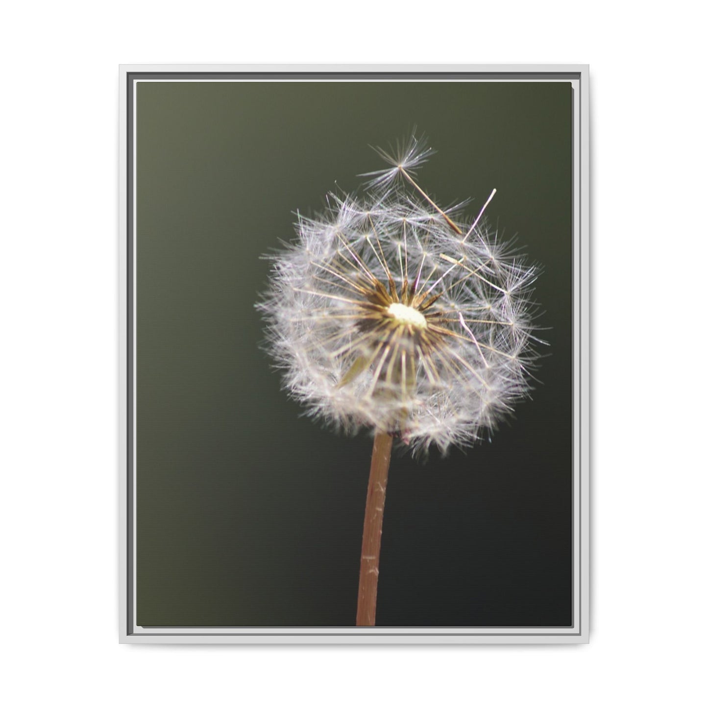 Framed Dandelion Canvas Print — Matte Botanical Wall Art