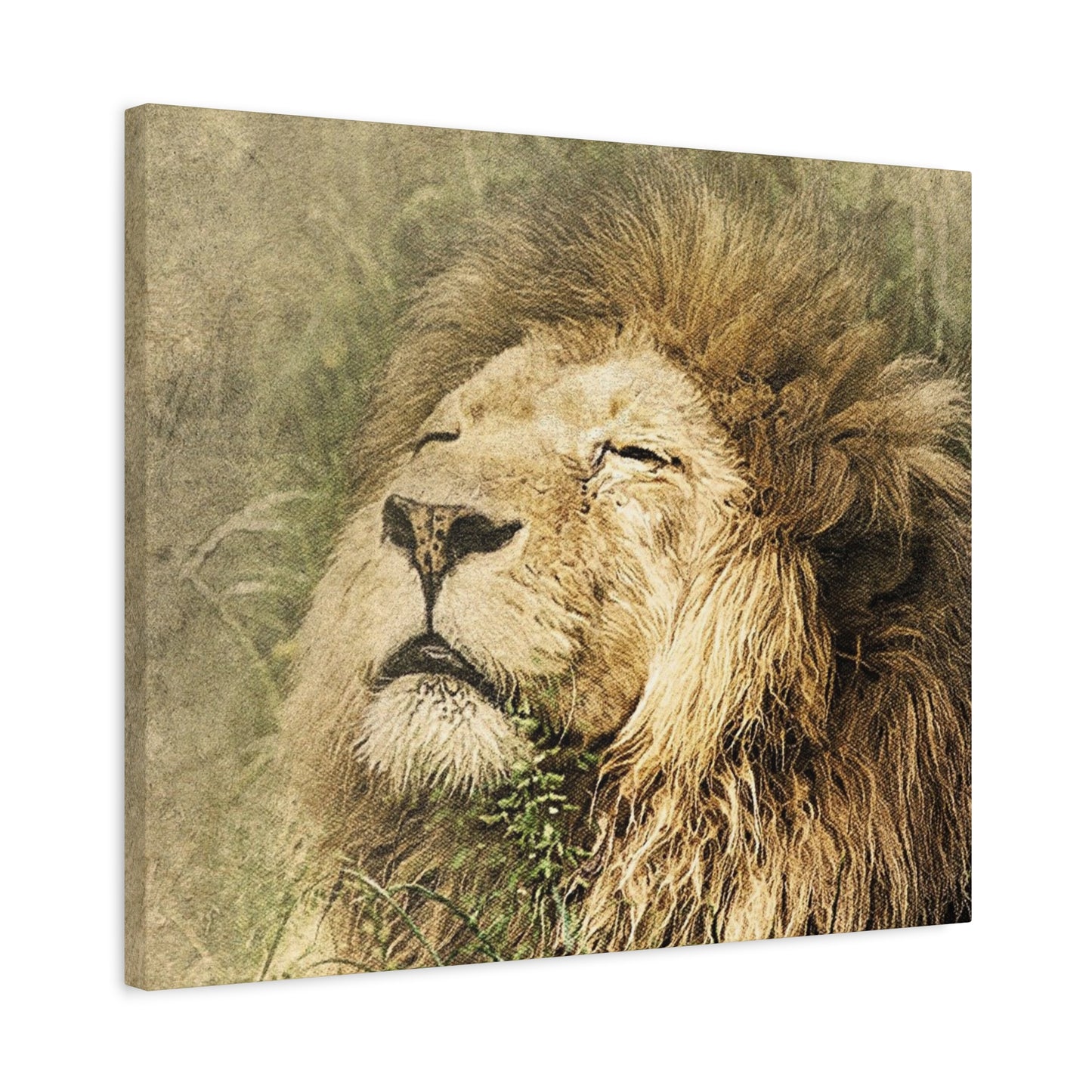 Lion Portrait Matte Canvas Print — Stretched 1.25" Wall Art