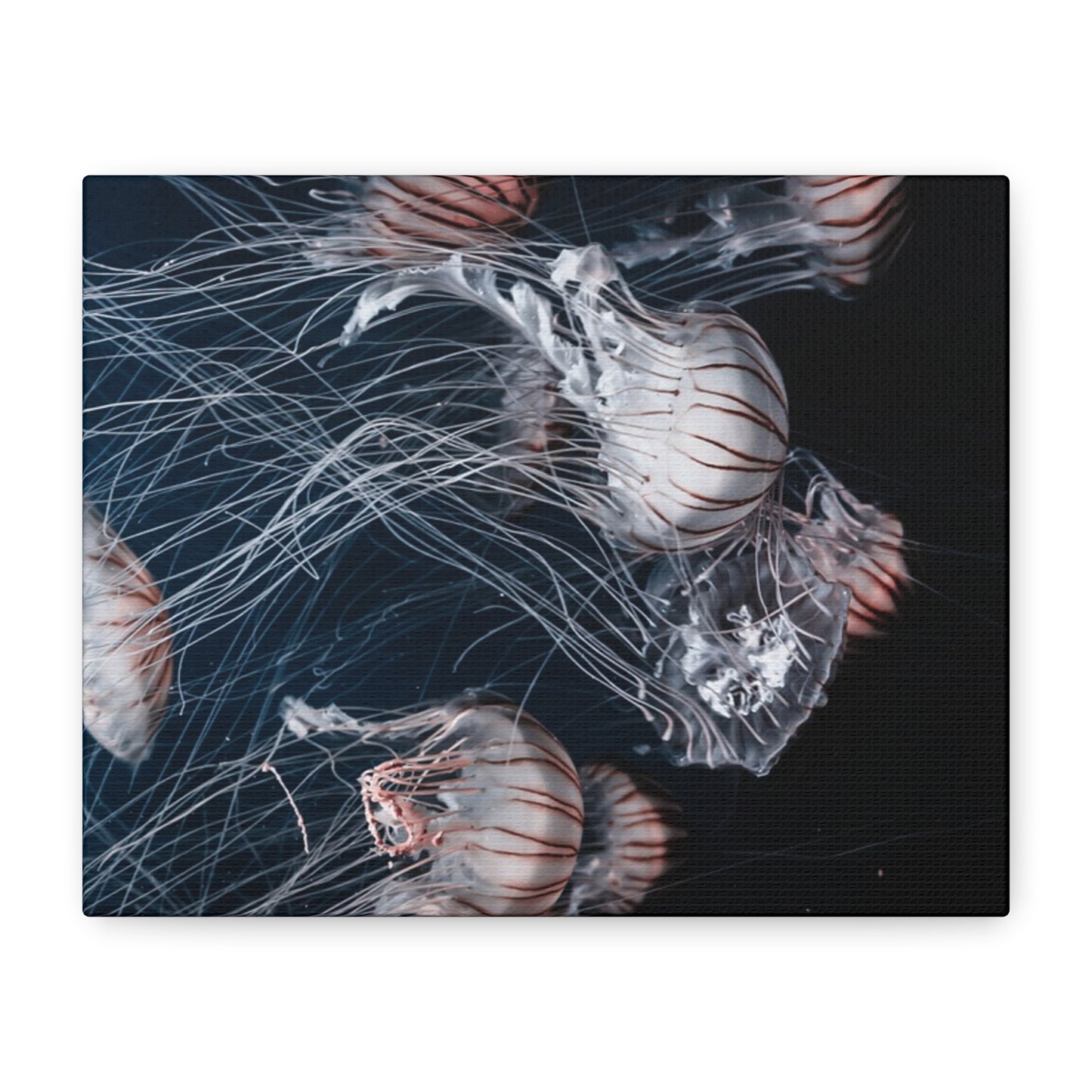 Jellyfish Swarm Matte Stretched Canvas
