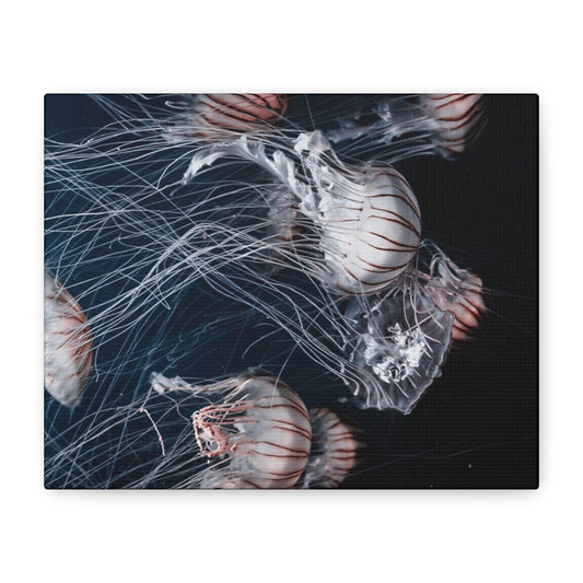Jellyfish Swarm Matte Stretched Canvas