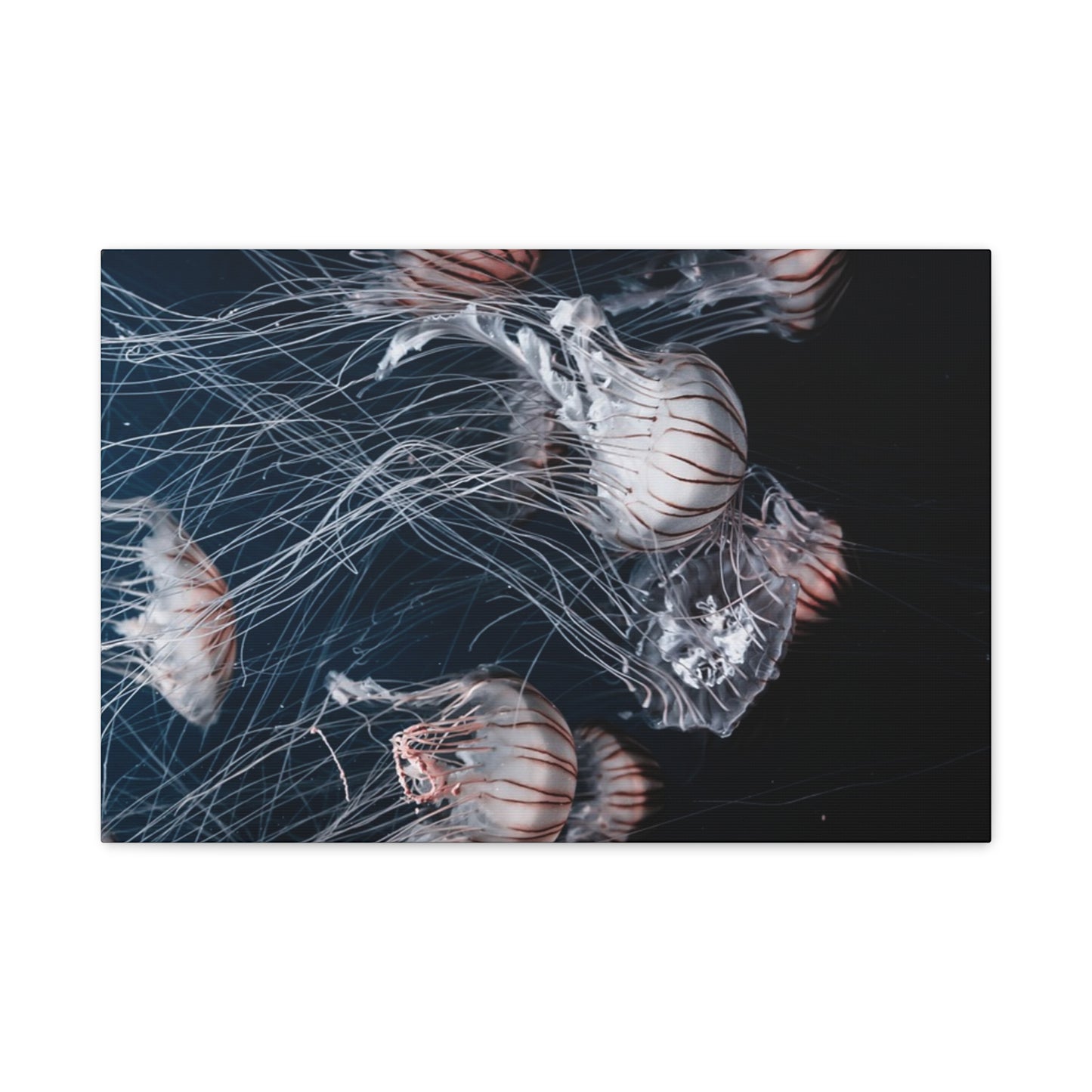 Jellyfish Swarm Matte Stretched Canvas