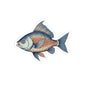 Fish Illustration Kiss-Cut Stickers, Fishing Decor, Laptop Stickers