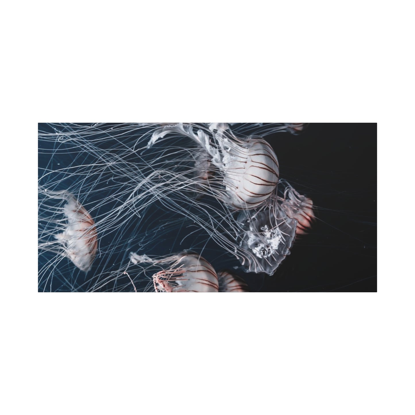Jellyfish Swarm Matte Stretched Canvas