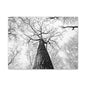 Black & White Tree Canopy Matte Canvas Wall Art — Upward Forest Photography