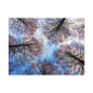 Canopy Sky Canvas Print — Winter Tree Tops Wall Art