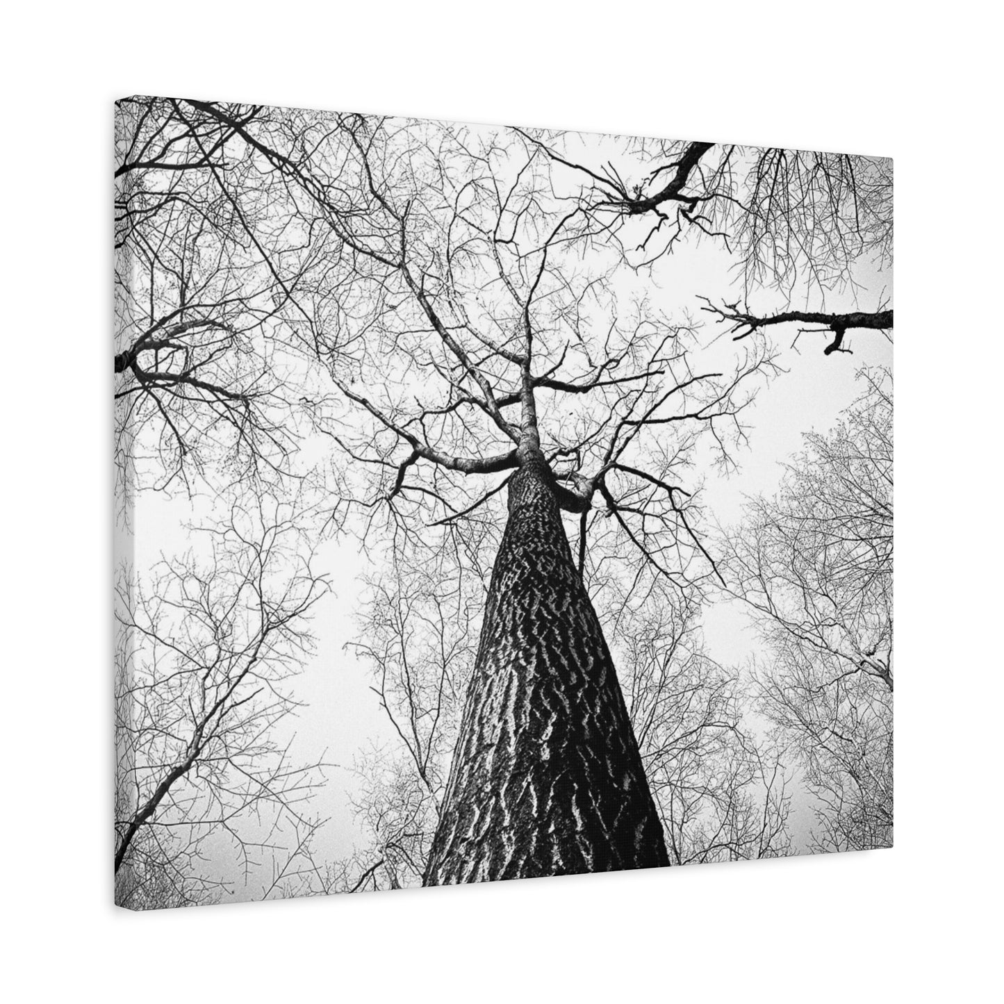 Black & White Tree Canopy Matte Canvas Wall Art — Upward Forest Photography