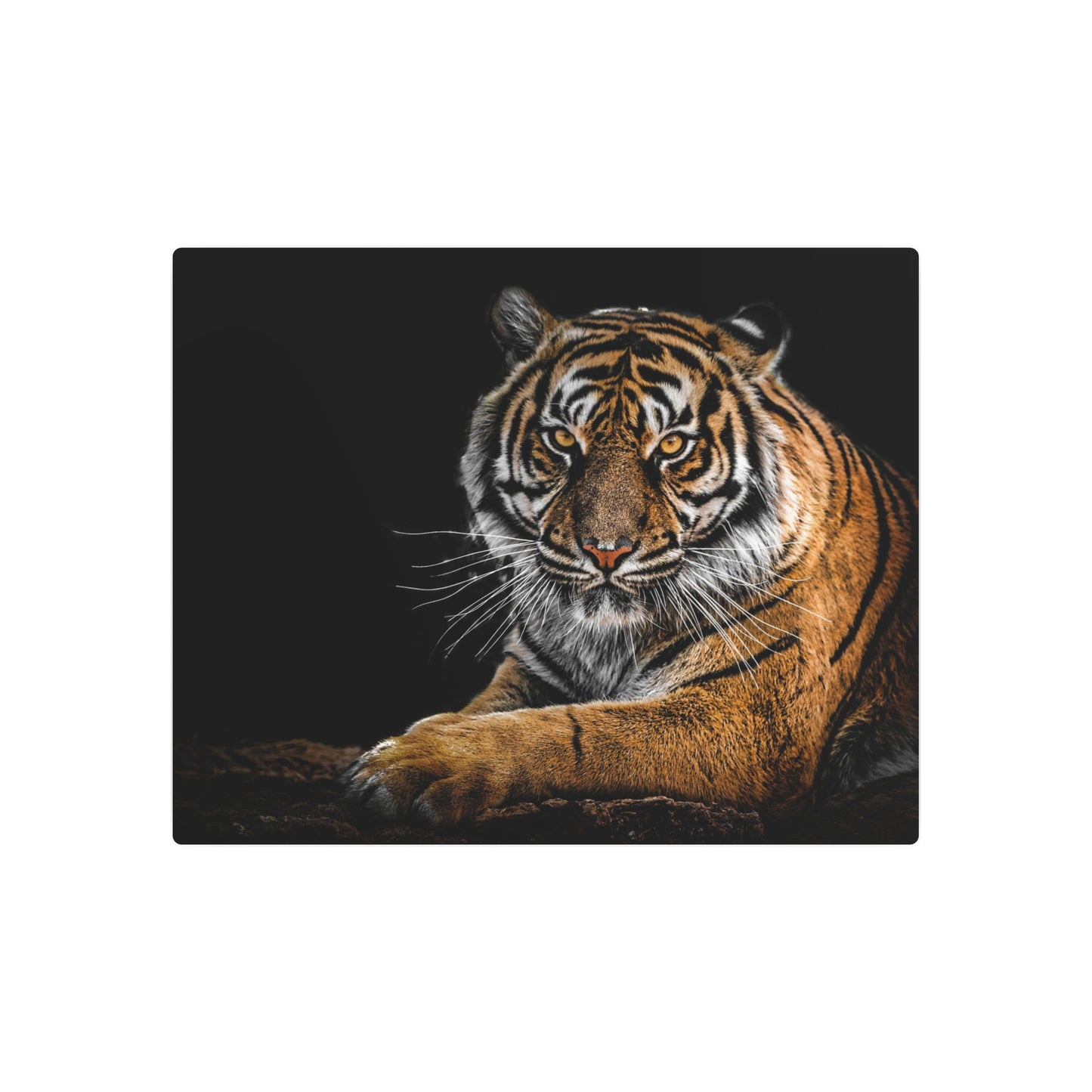 Metal Wall Art, Tiger Decor, Animal Lover Gift, Home Wall Decor, Unique Artwork, Nature Lover Gift