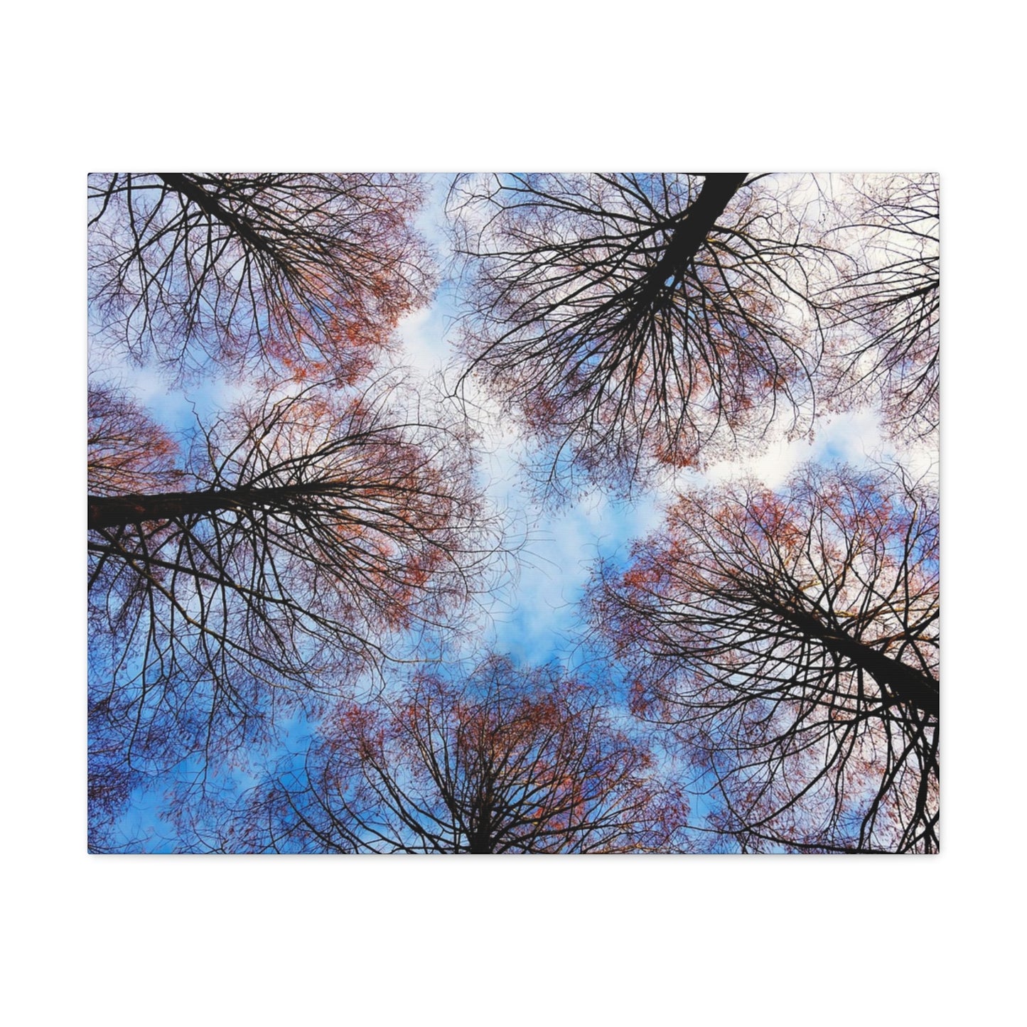 Canopy Sky Canvas Print — Winter Tree Tops Wall Art