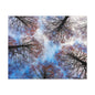 Canopy Sky Canvas Print — Winter Tree Tops Wall Art