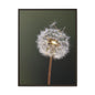 Framed Dandelion Canvas Print — Matte Botanical Wall Art