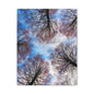 Winter Tree Canopy Matte Canvas Wall Art — Stretched 1.25"