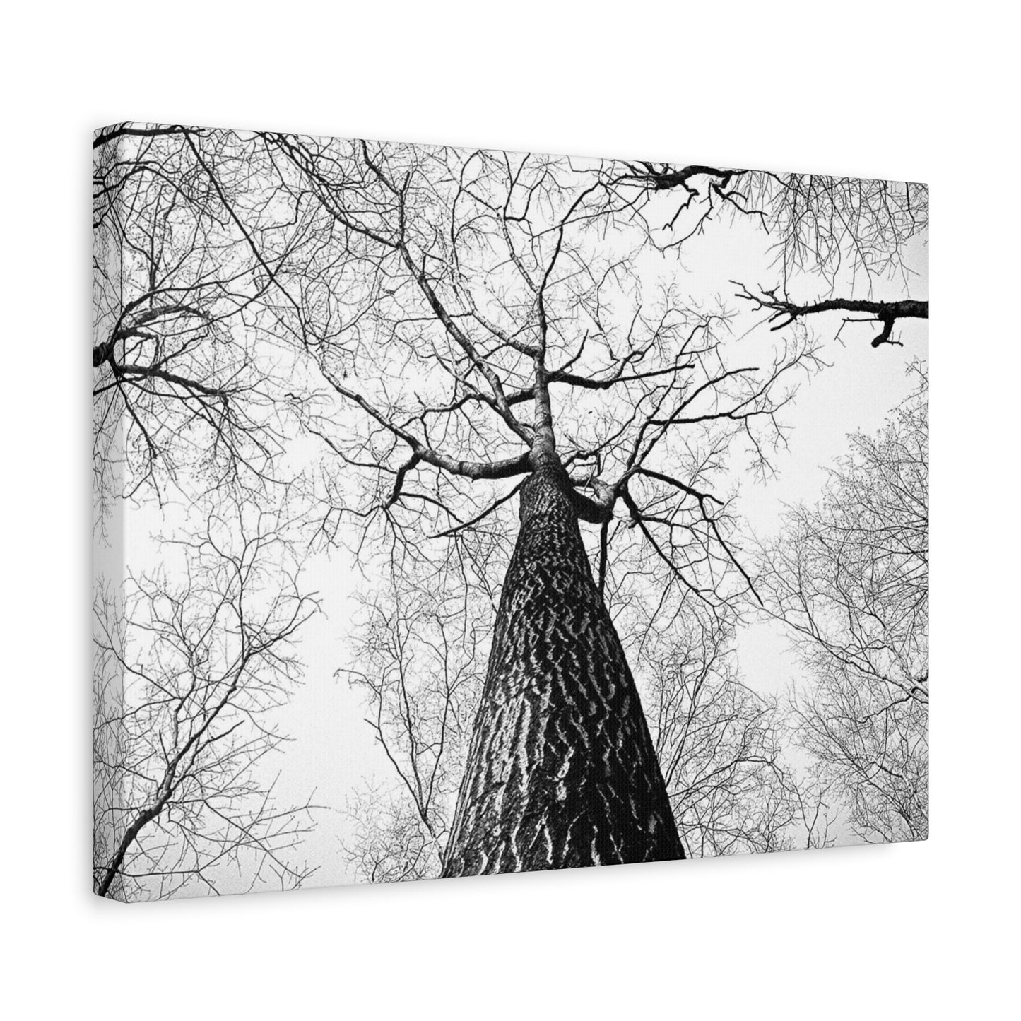 Black & White Tree Canopy Matte Canvas Wall Art — Upward Forest Photography