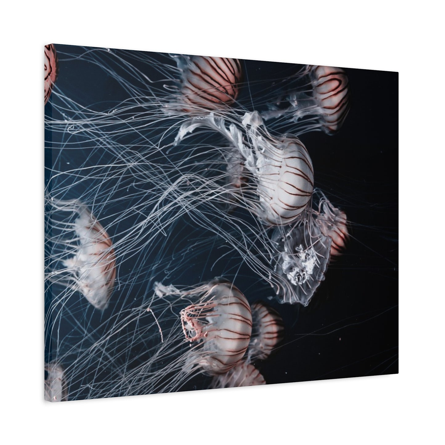 Jellyfish Swarm Matte Stretched Canvas