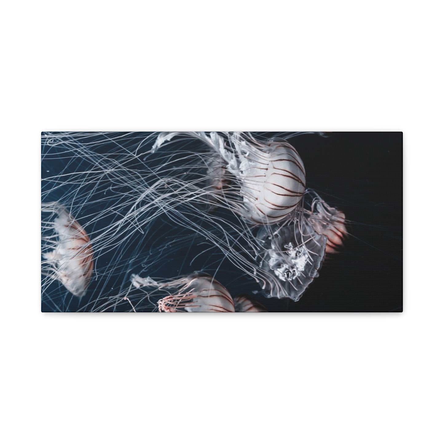 Jellyfish Swarm Matte Stretched Canvas