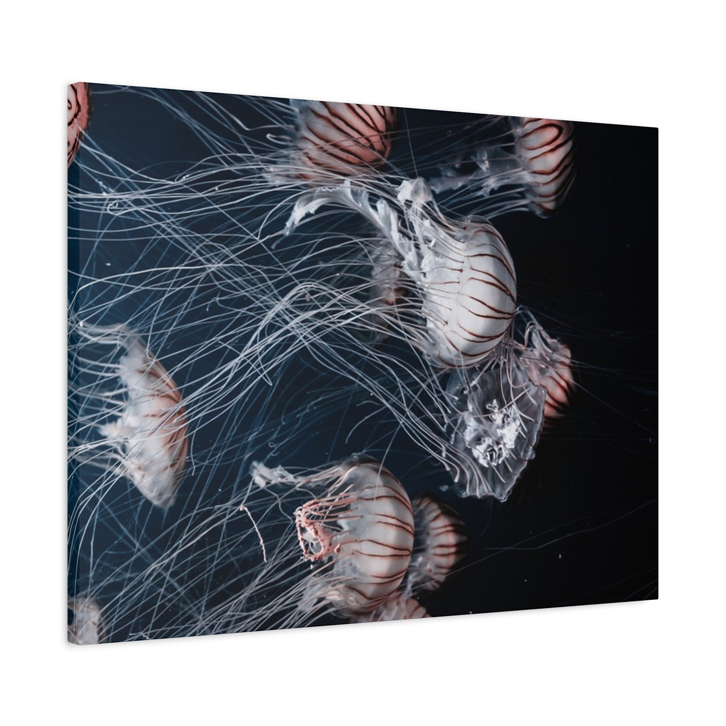 Jellyfish Swarm Matte Stretched Canvas