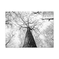 Black & White Tree Canopy Matte Canvas Wall Art — Upward Forest Photography