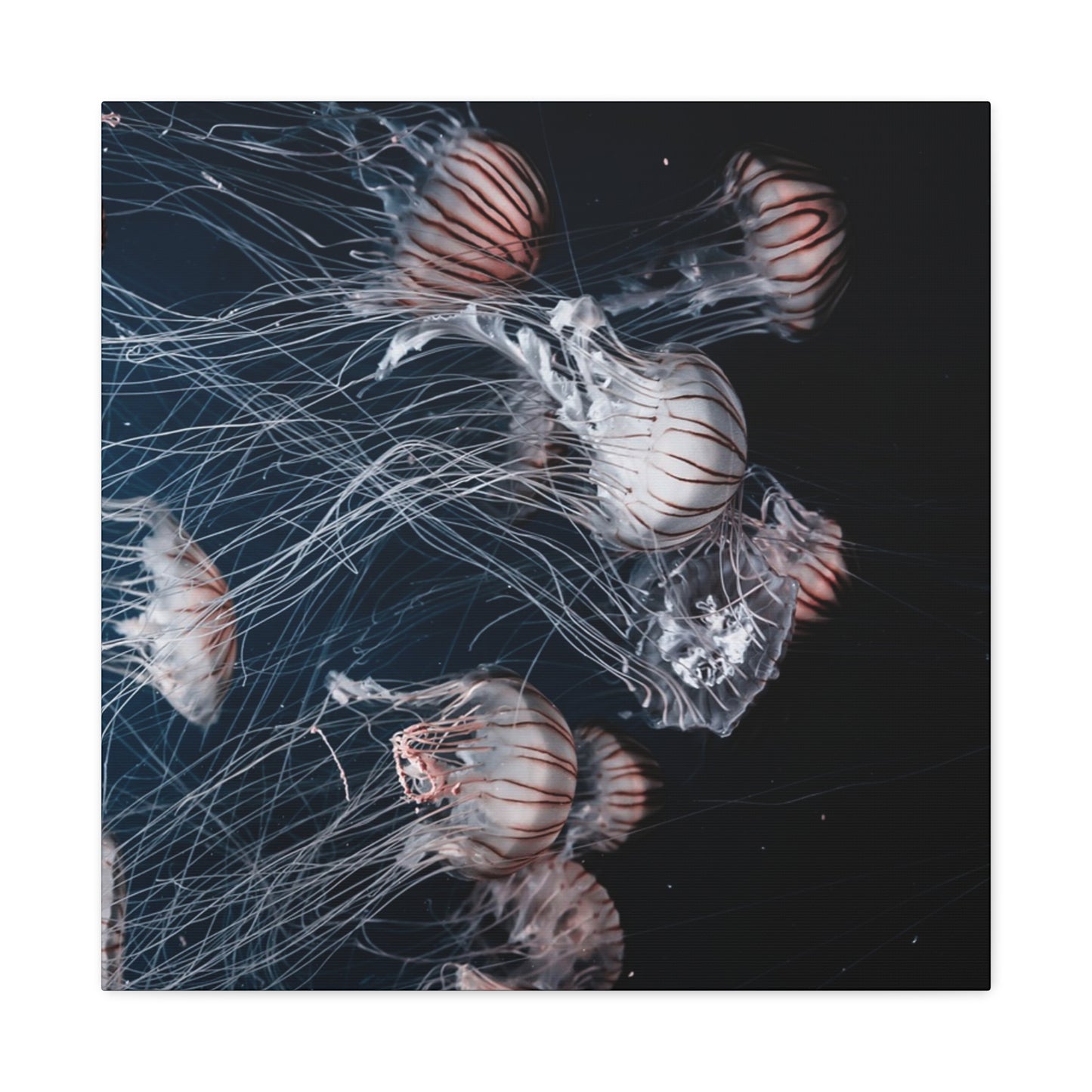 Jellyfish Swarm Matte Stretched Canvas