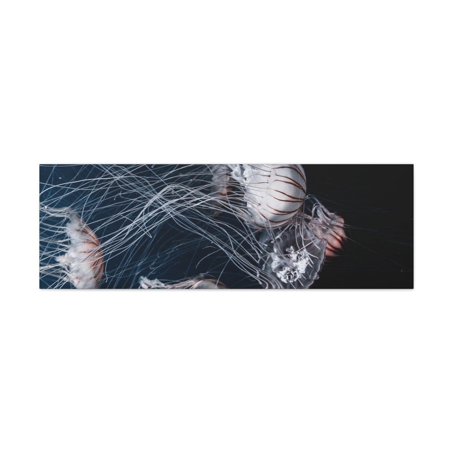Jellyfish Swarm Matte Stretched Canvas