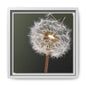 Framed Dandelion Canvas Print — Matte Botanical Wall Art