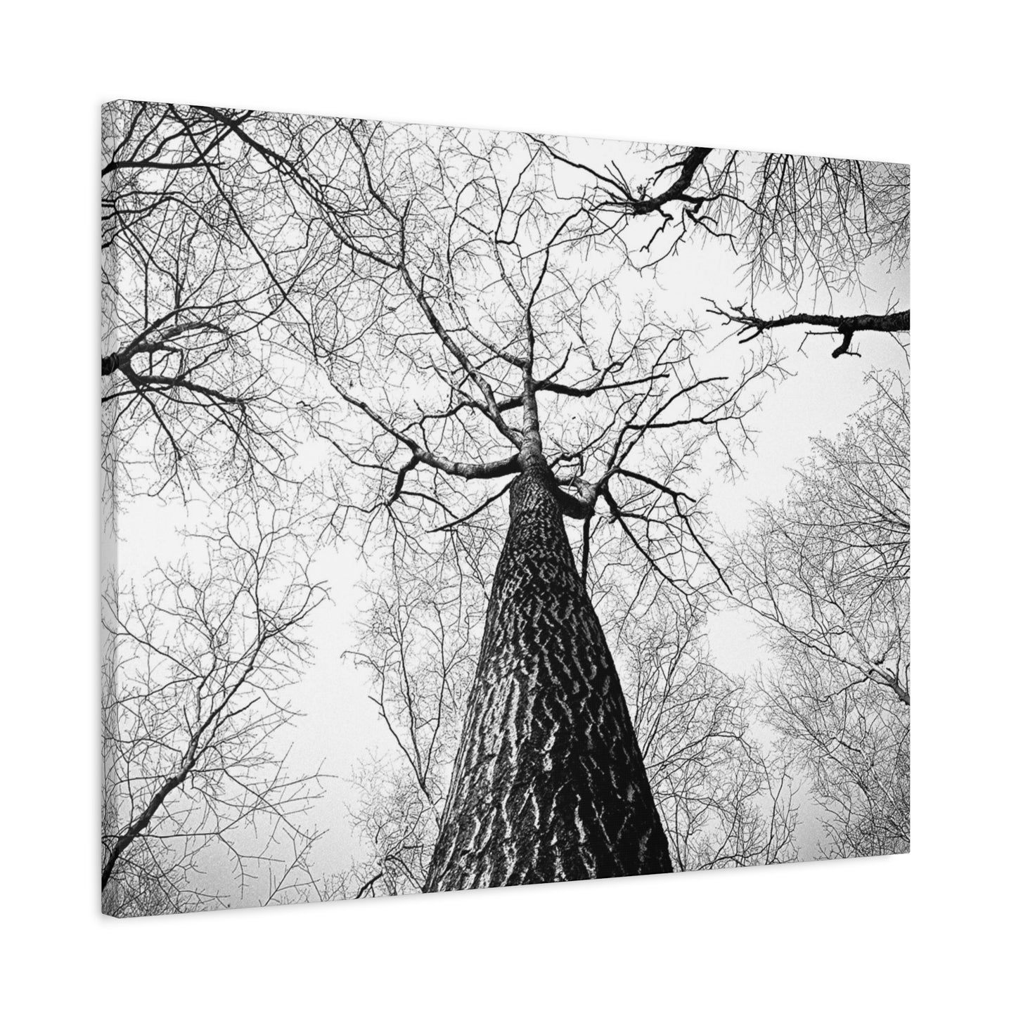 Black & White Tree Canopy Matte Canvas Wall Art — Upward Forest Photography