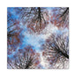 Winter Tree Canopy Matte Canvas Wall Art — Stretched 1.25"