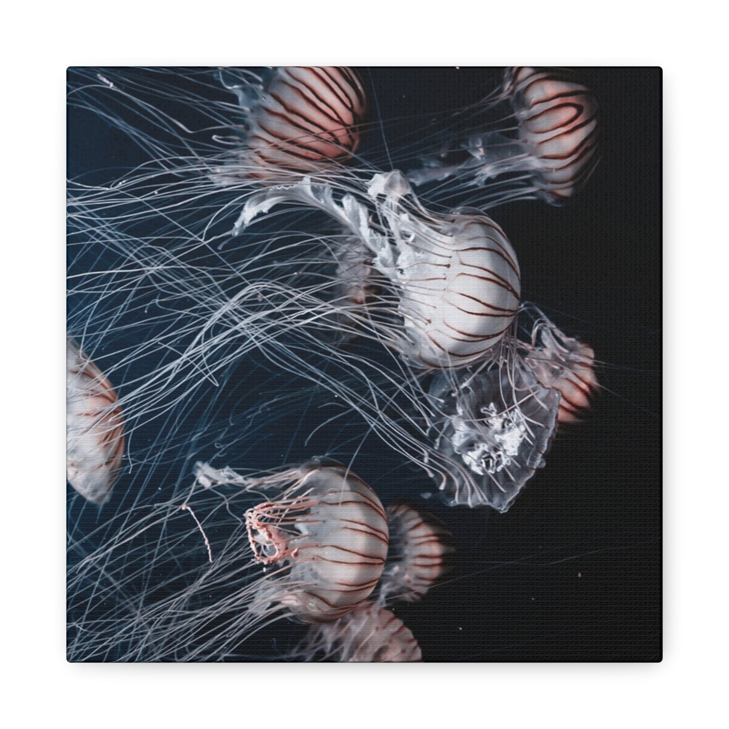 Jellyfish Swarm Matte Stretched Canvas