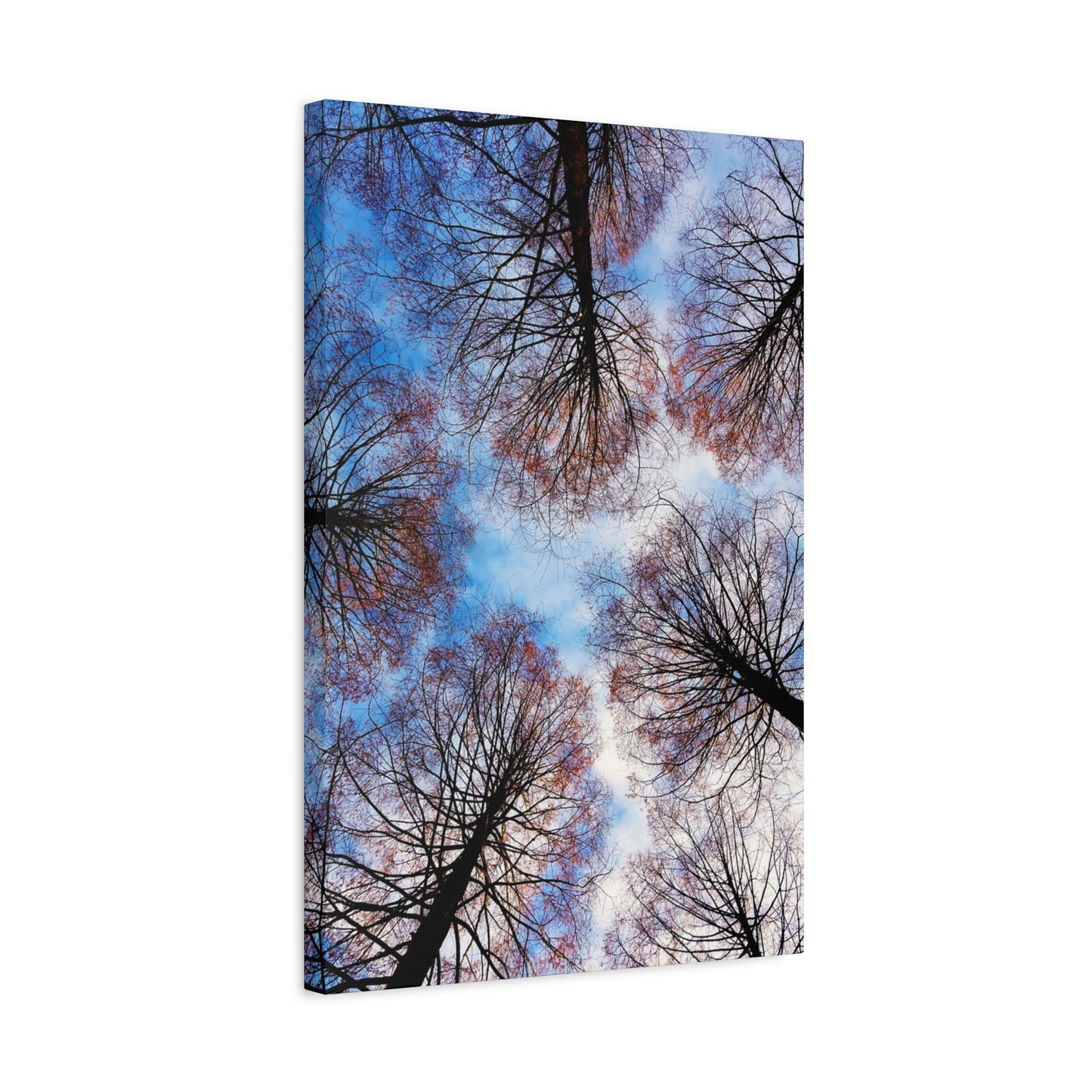 Winter Tree Canopy Matte Canvas Wall Art — Stretched 1.25"