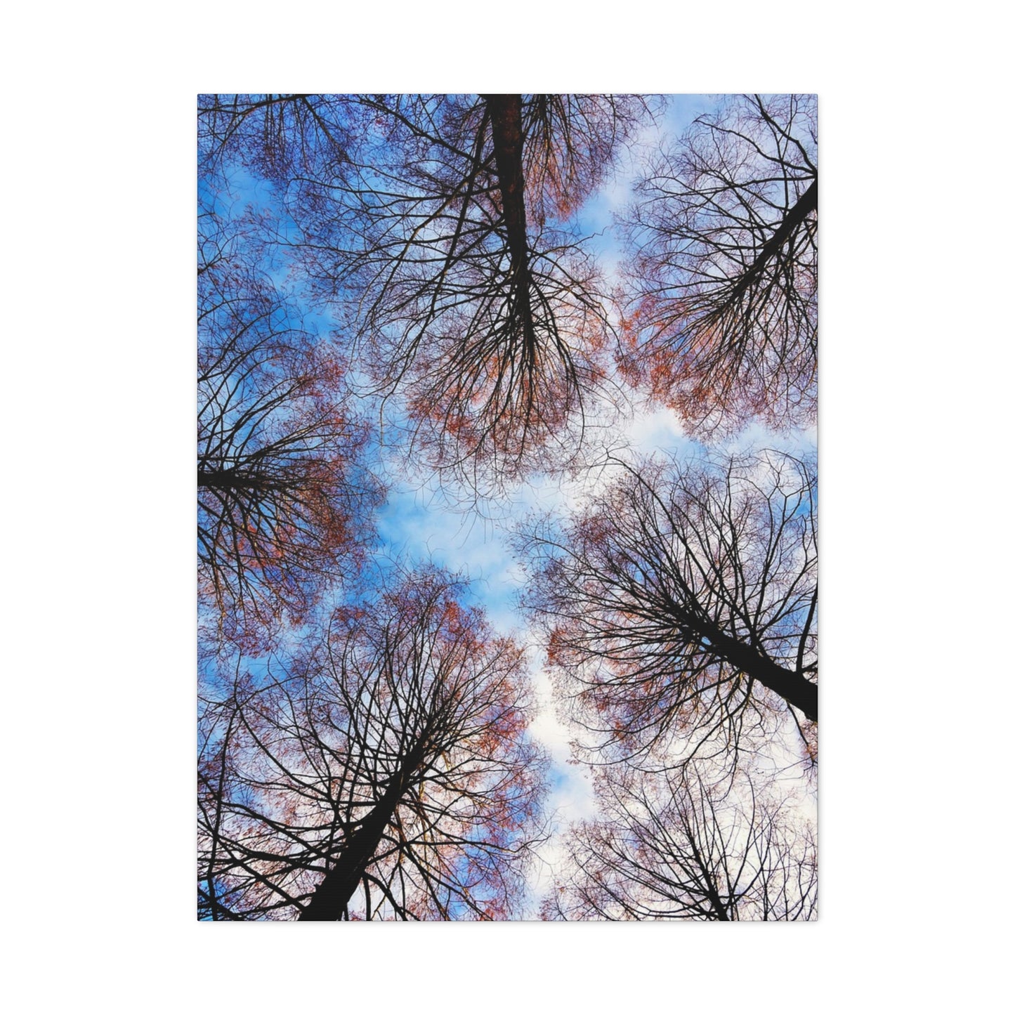 Winter Tree Canopy Matte Canvas Wall Art — Stretched 1.25"