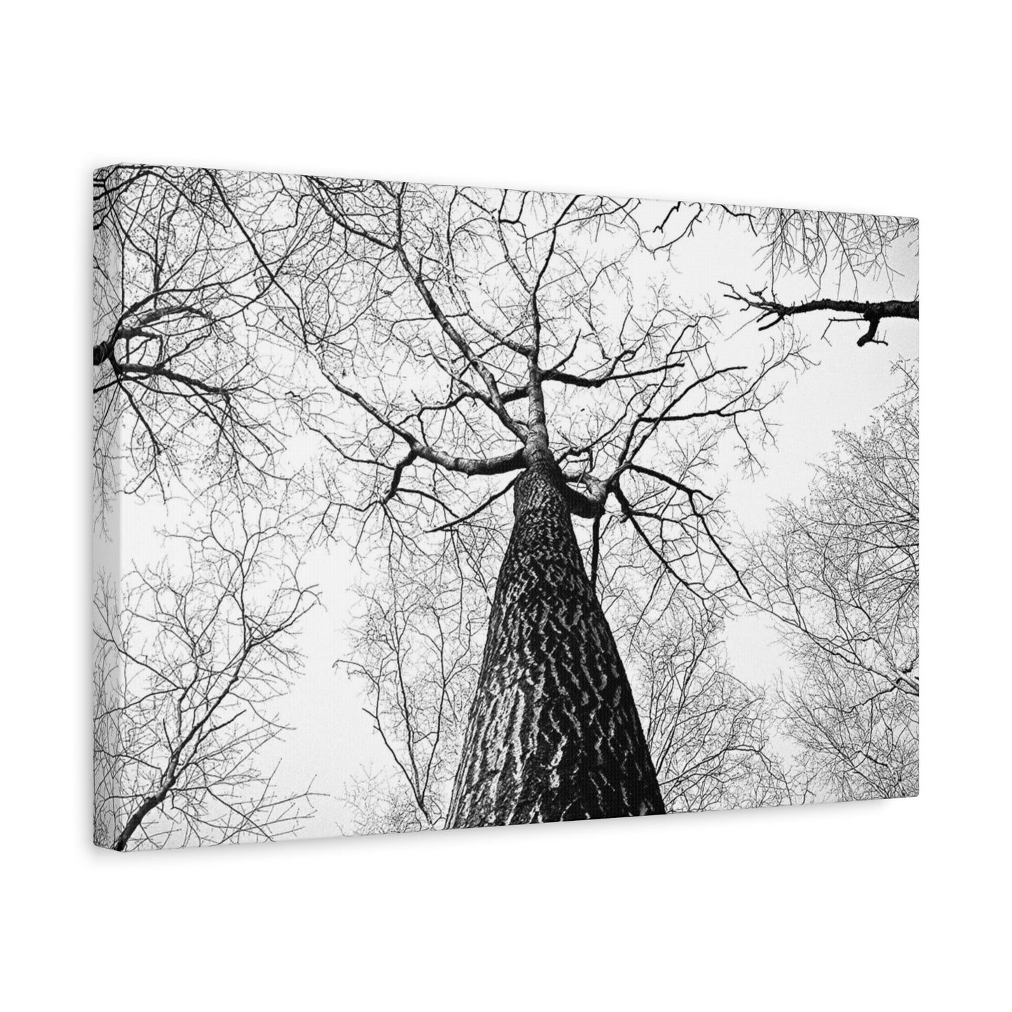 Black & White Tree Canopy Matte Canvas Wall Art — Upward Forest Photography